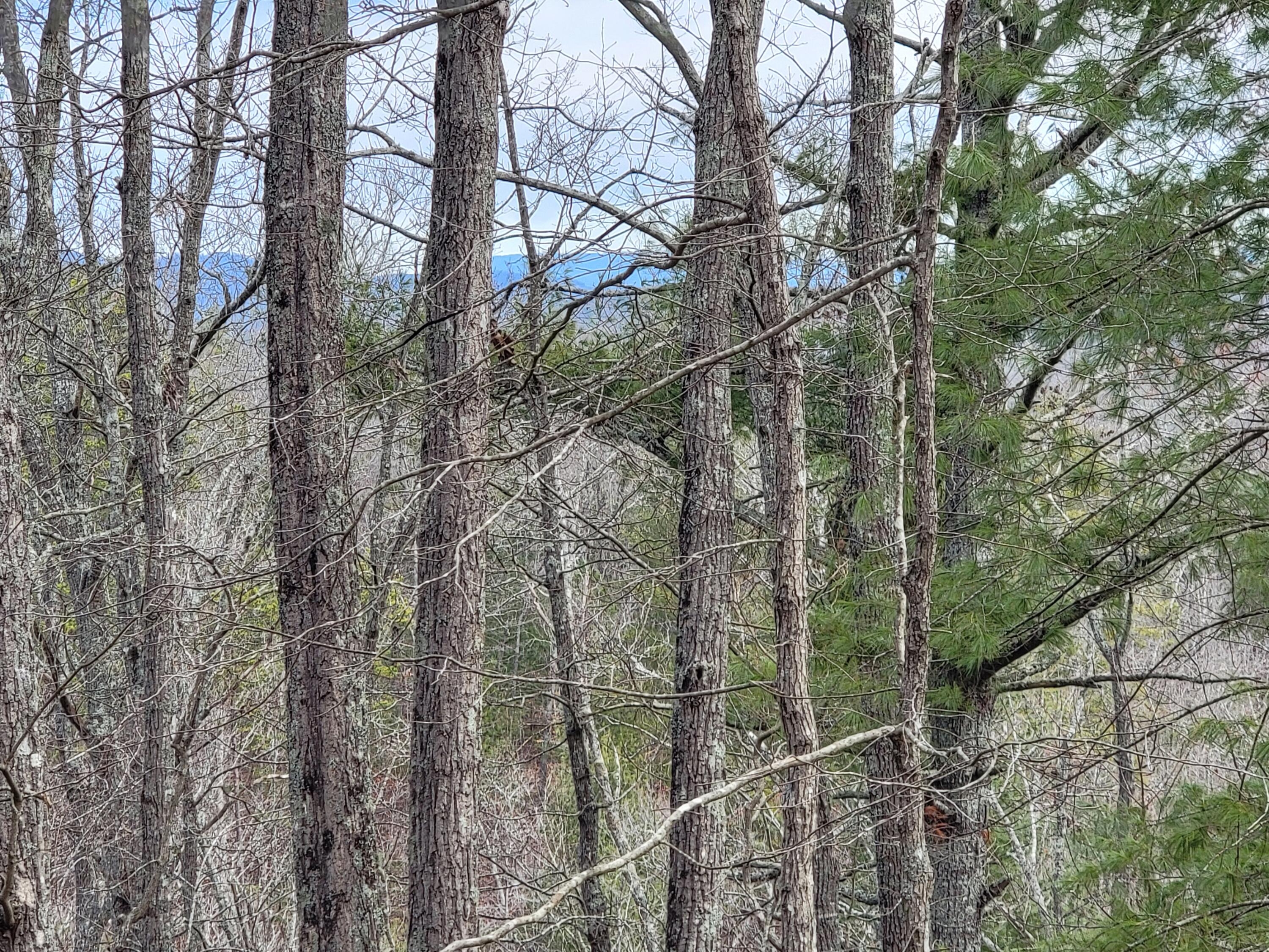 968 Raccoon Ridge Northeast Ranger, GA 30734 - Photo 10 of 15 20240220_094711