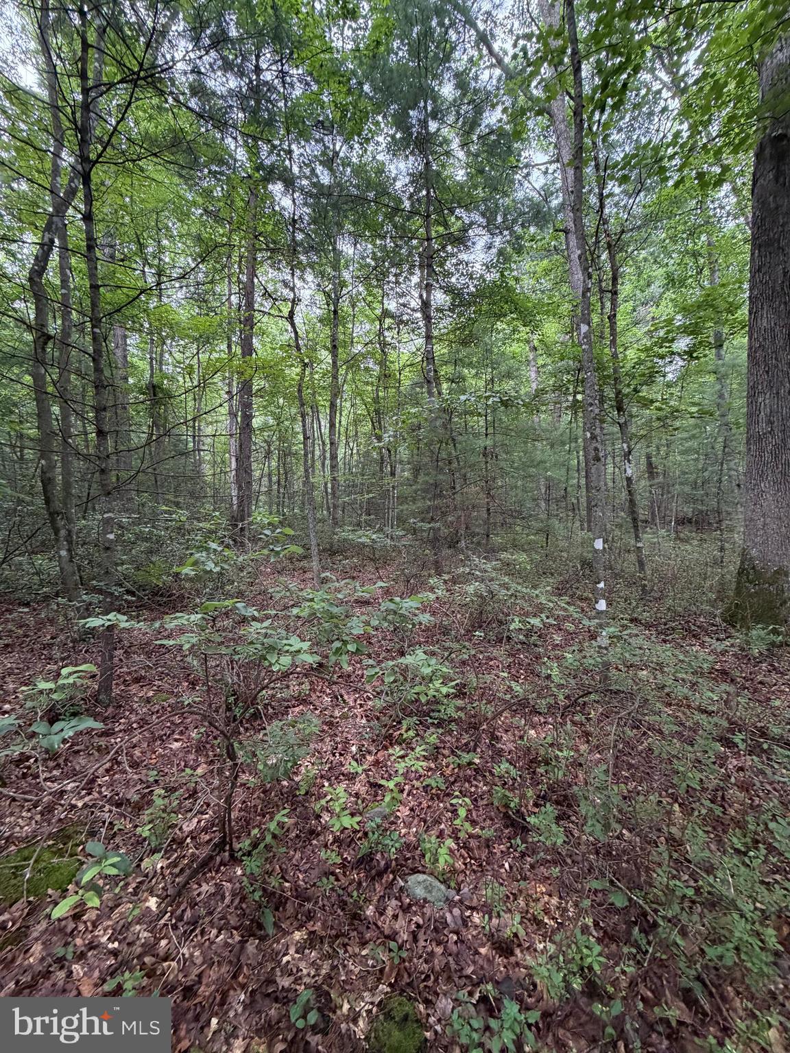 Lot 8-2ac Lot 8-2ac Grizzly Road Mathias, WV 26812 - Photo 14 of 18