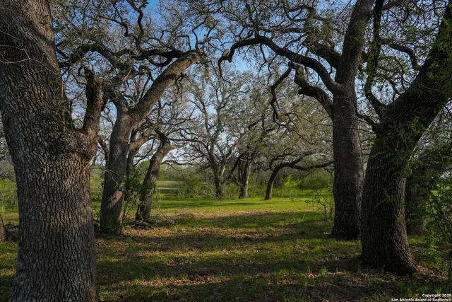a view of a trees in a yard