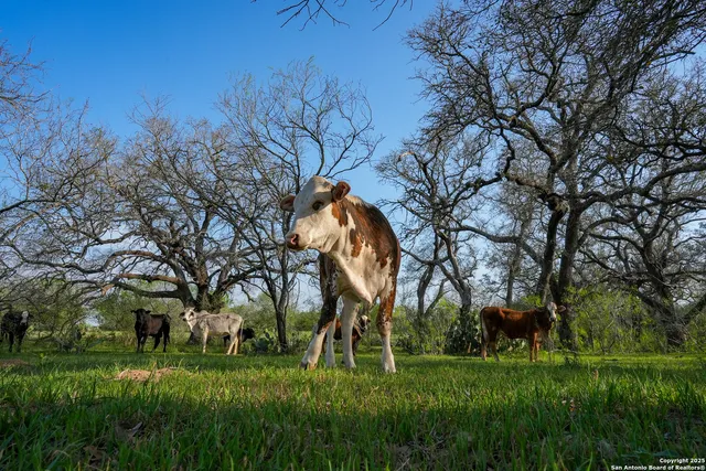 a green field with lots of trees