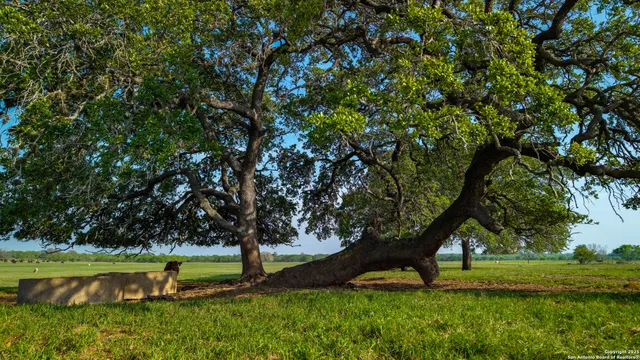 a view of a park with a tree