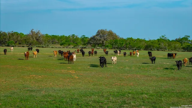 a view of a park with large trees