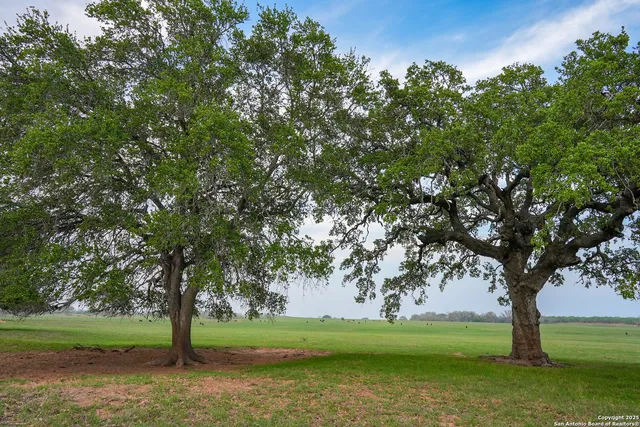 a view of a yard with a tree