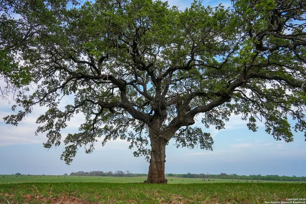 a view of a large trees with lots of trees