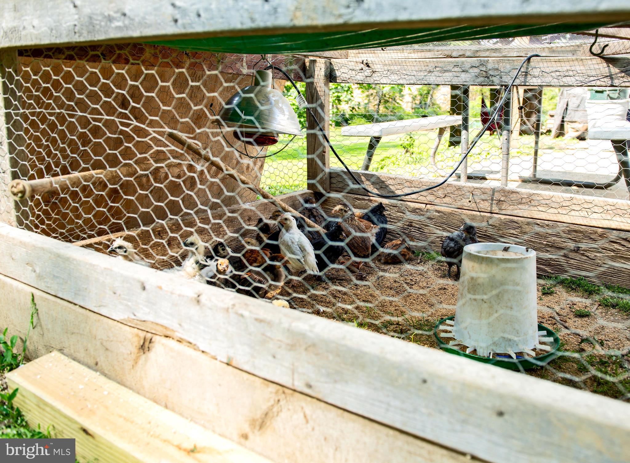 1800 White Hall Road White Hall, MD 21161 - Photo 51 of 52 Hello Chickens!