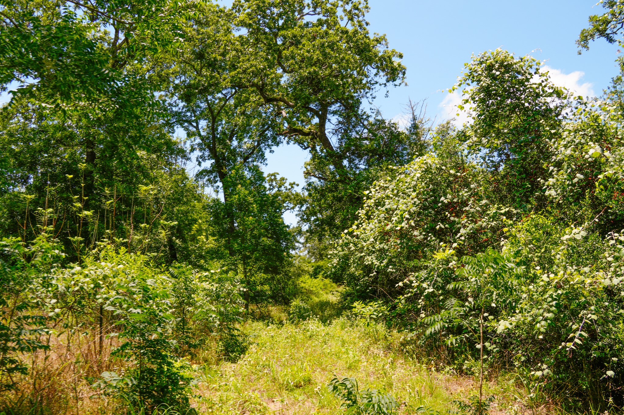 3233 Farm To Market 3233 Road La Grange, TX 78945 - Photo 16 of 18 View of undeveloped land