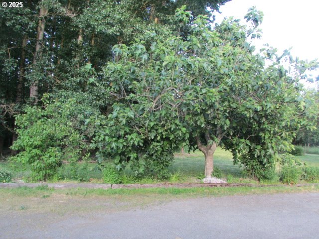 21451 Southeast Webfoot Road Dayton, OR 97114 - Photo 8 of 39 Gallery Image 8