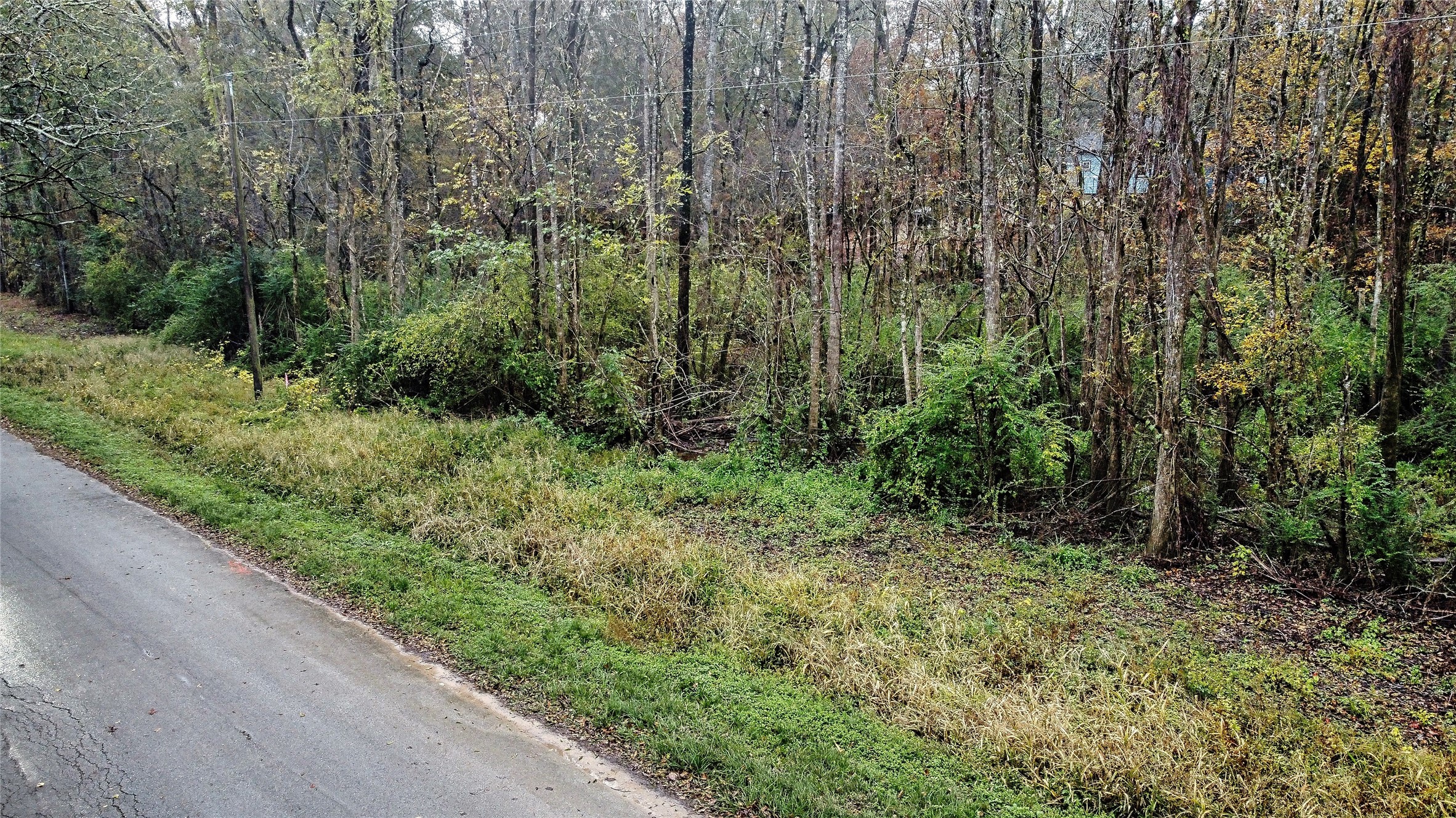 12651 Royal Creek Road Conroe, TX 77303 - Photo 1 of 13 a view of a lush green forest