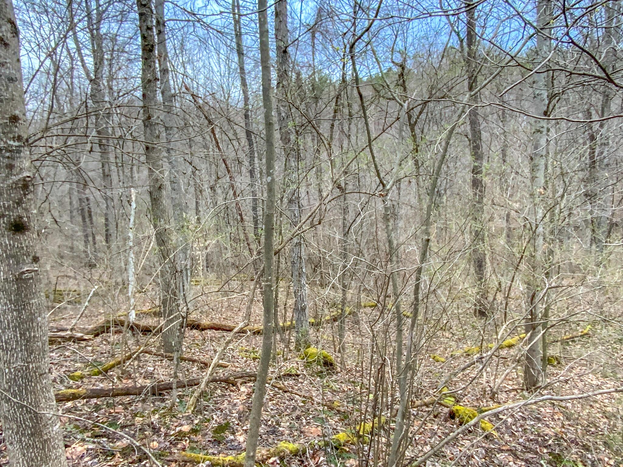 Lot 2 Fogle Road Caldwell, OH 43724 - Photo 17 of 23 IMG_5302
