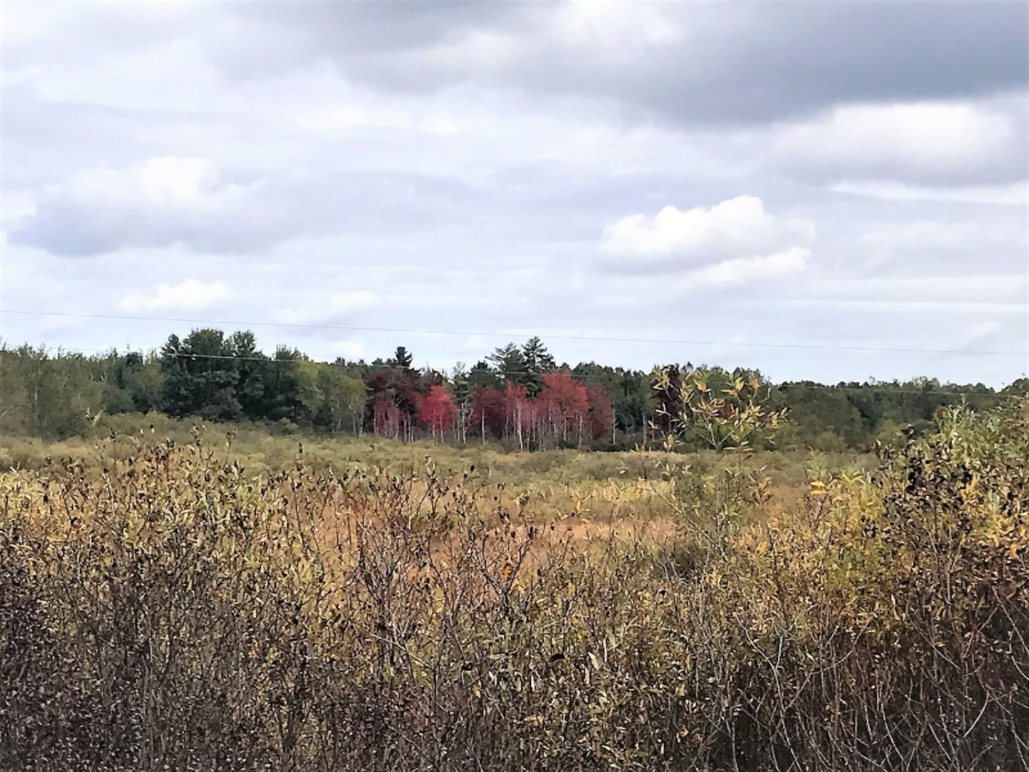 131 East 32 Road Cadillac, MI 49601 - Photo 4 of 11 E 32 Land