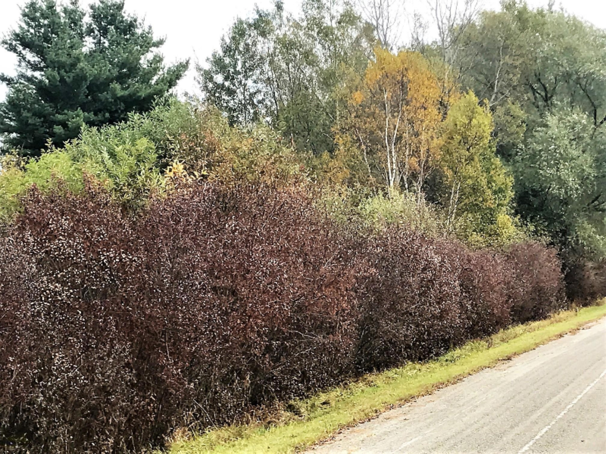 131 East 32 Road Cadillac, MI 49601 - Photo 5 of 11 white Birches