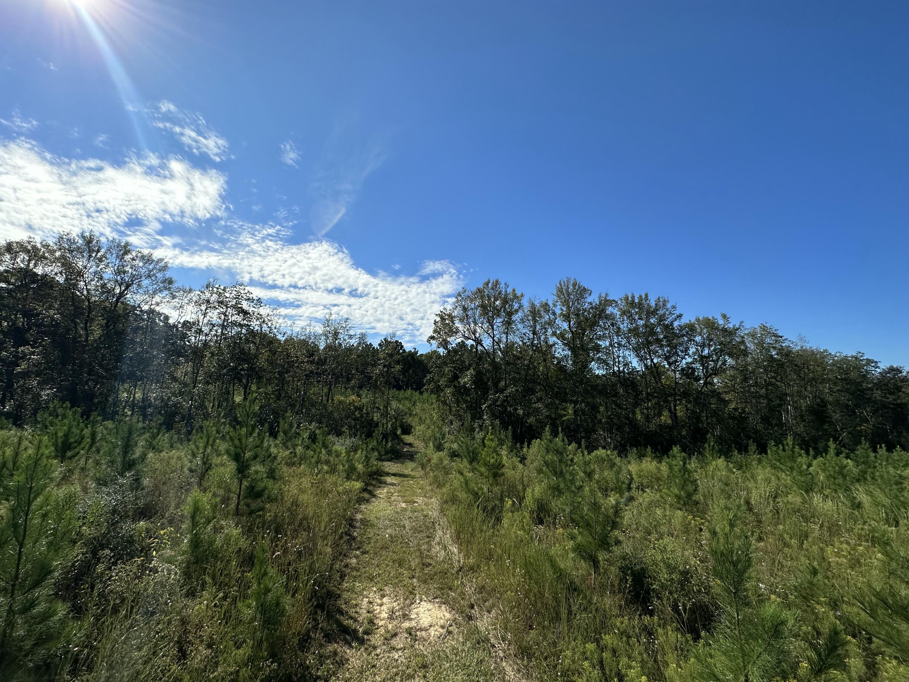 Parcel L Buck Tyner Road Laurel Hill, FL 32567 - Photo 13 of 21 a view of a yard