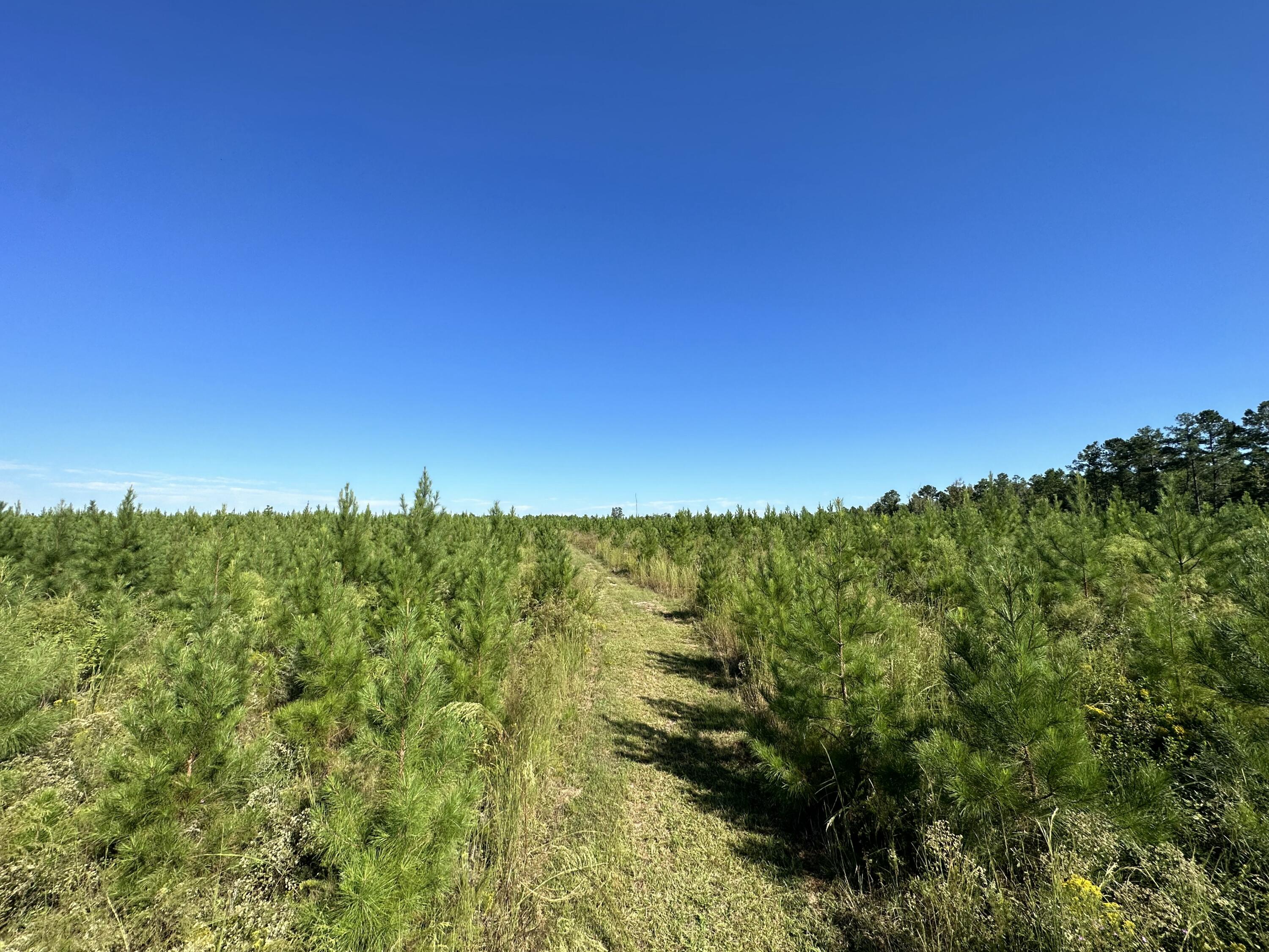 Parcel L Buck Tyner Road Laurel Hill, FL 32567 - Photo 16 of 21