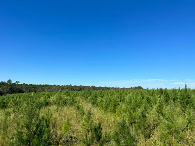 a view of a lush green space with sea