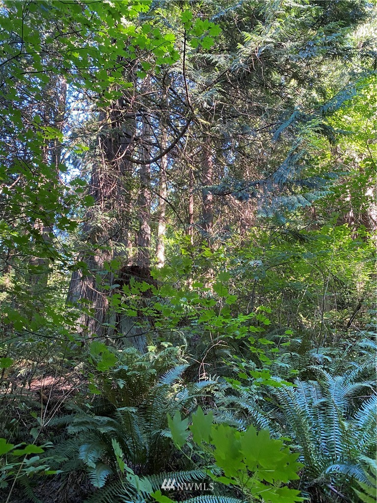 0 Old Samish Road Bellingham, WA 98229 - Photo 2 of 11 Gallery Image 2