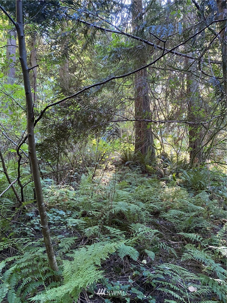 0 Old Samish Road Bellingham, WA 98229 - Photo 4 of 11 Gallery Image 4