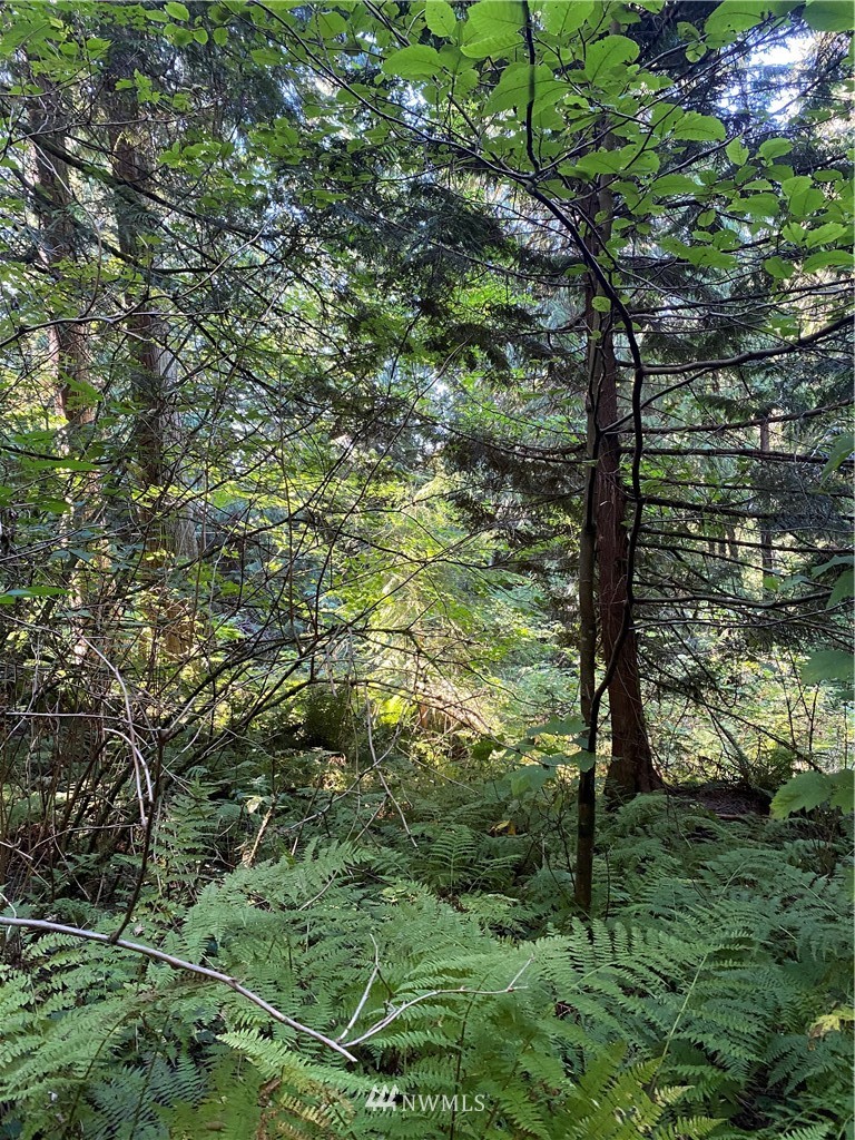 0 Old Samish Road Bellingham, WA 98229 - Photo 7 of 11 Gallery Image 7