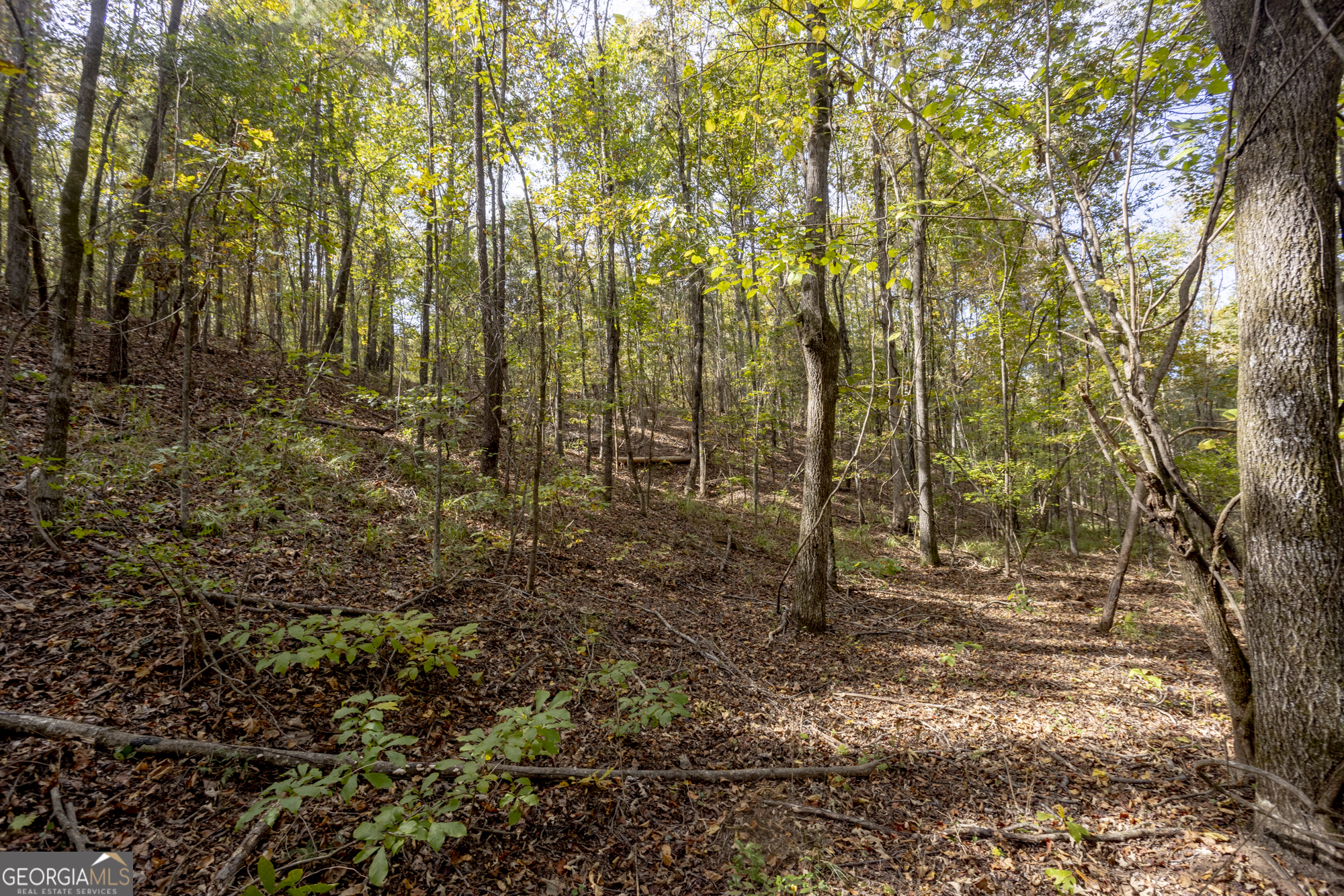 2690 East Lawson Merritt Road Fort Valley, GA 31030 - Photo 19 of 23 a view of forest