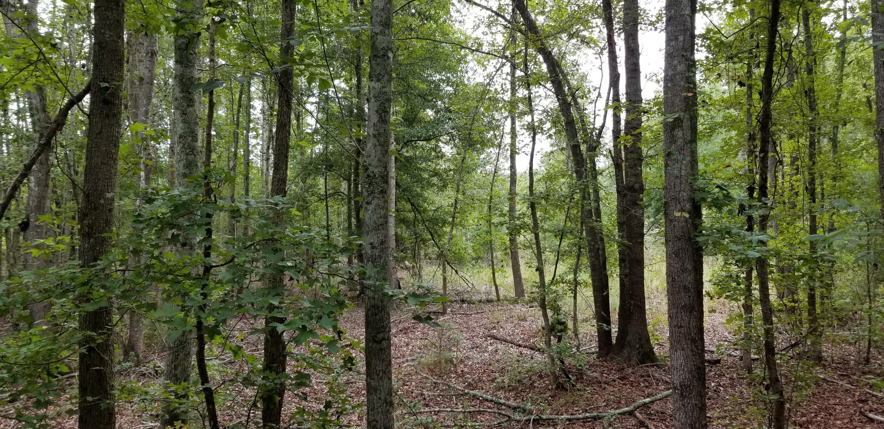 0 Horseshoe Loop St. George, SC 29477 - Photo 2 of 4 Picture 1