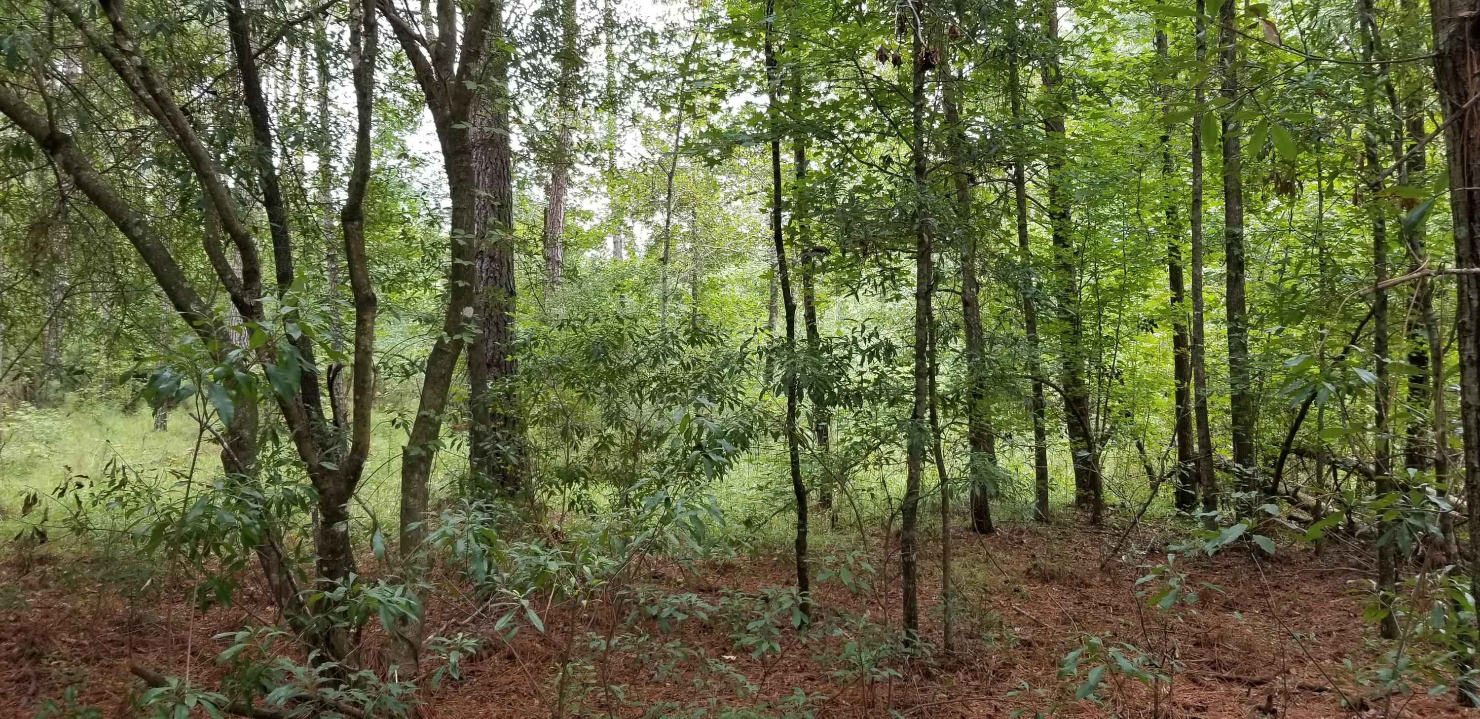 0 Horseshoe Loop St. George, SC 29477 - Photo 3 of 4 Picture 2