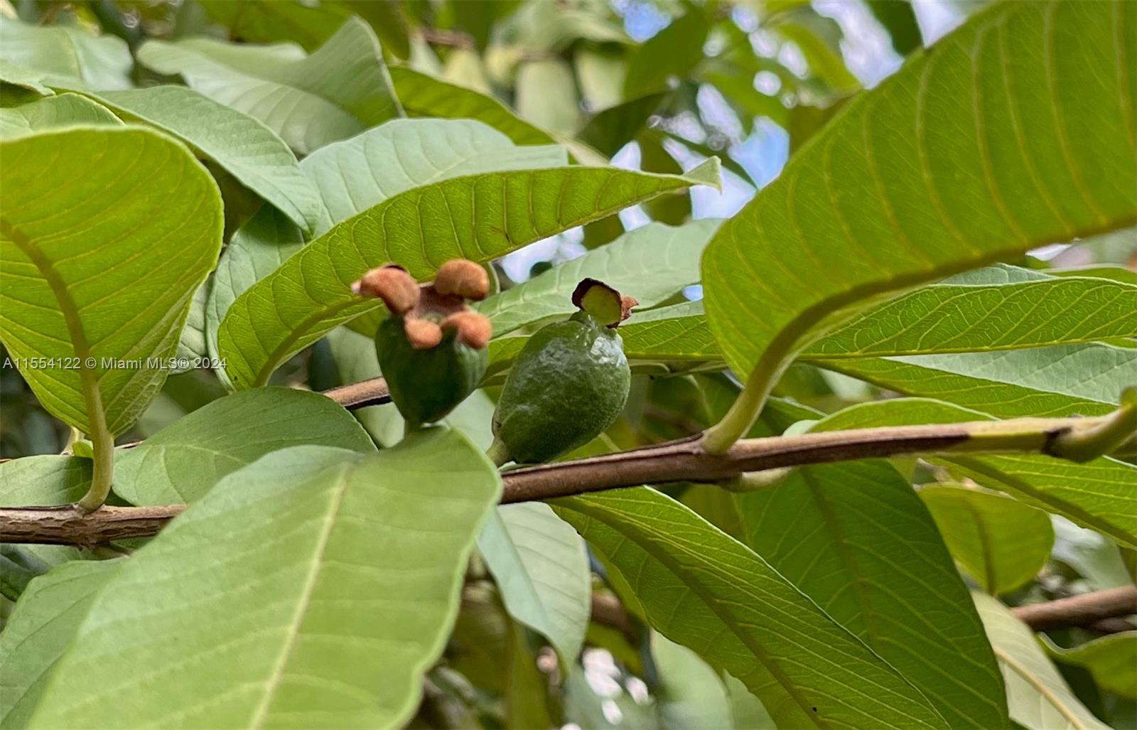 2017 Southeast 15th Street Homestead, FL 33035 - Photo 19 of 20 a view of a swimming pool