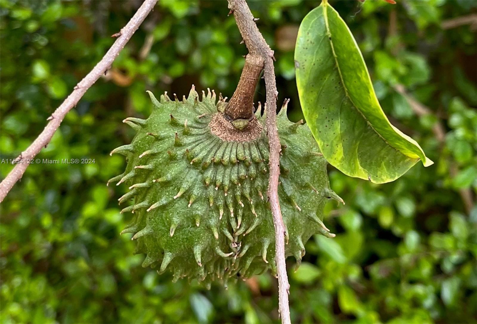 2017 Southeast 15th Street Homestead, FL 33035 - Photo 20 of 20 a close up of a plant