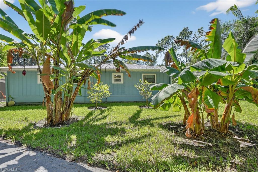 410 6th Street Northeast Naples, FL 34120 - Photo 5 of 32 Multiple tropical trees! 2 banana, lemon, lime and orange trees.