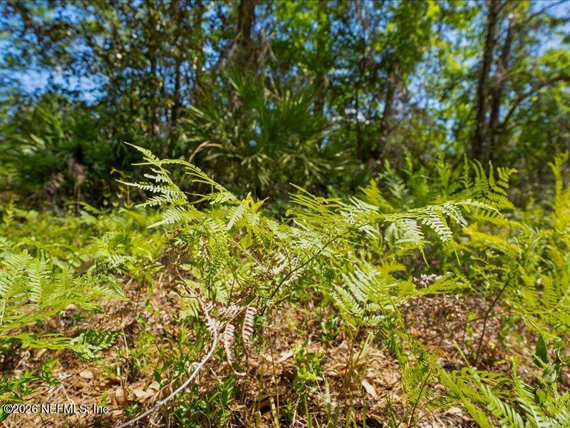 5371 Church Road St. Augustine, FL 32092 - Photo 27 of 33 a view of a yard with a tree
