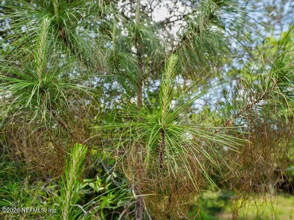 a view of a plant in a yard