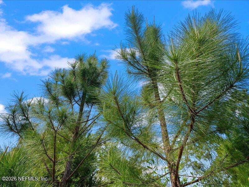5371 Church Road St. Augustine, FL 32092 - Photo 29 of 33 a view of a plant in a yard