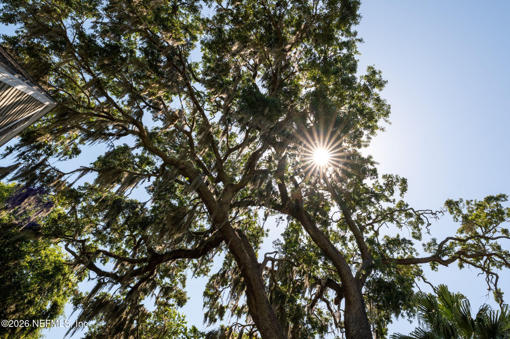 5371 Church Road St. Augustine, FL 32092 - Photo 33 of 33 a picture of tree
