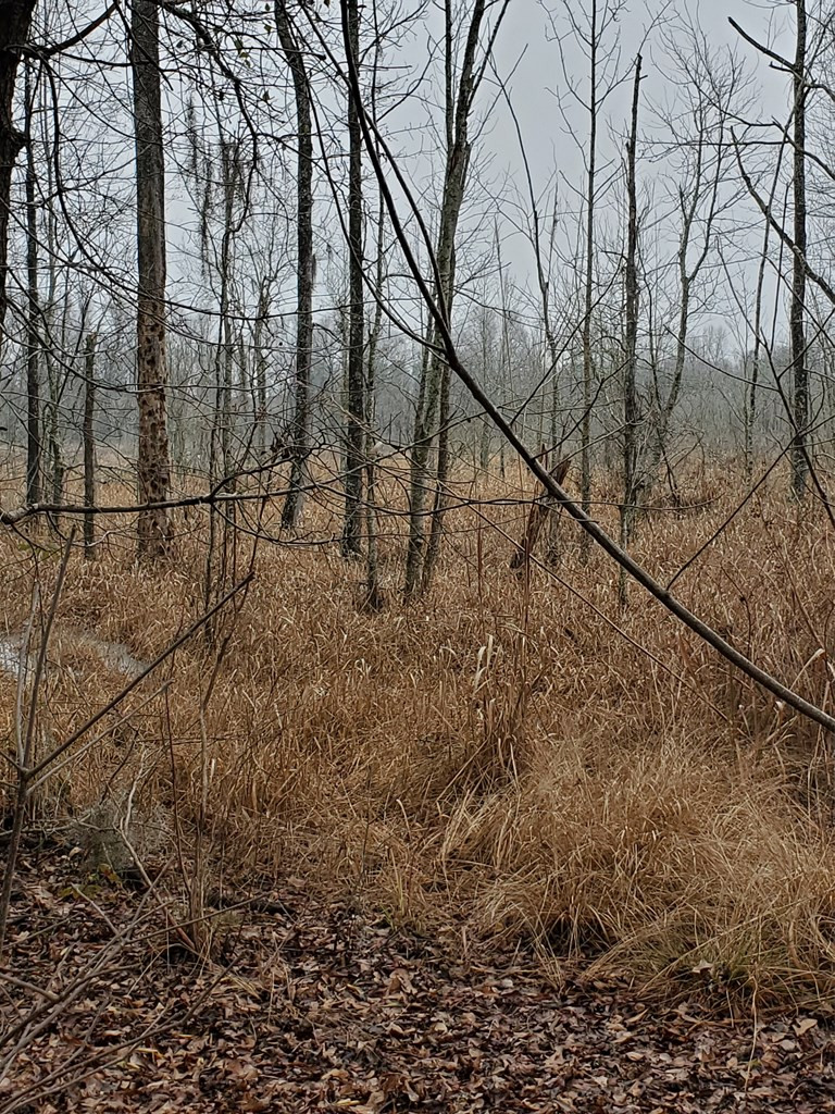 0 Millett Road Martin, SC 29836 - Photo 3 of 5