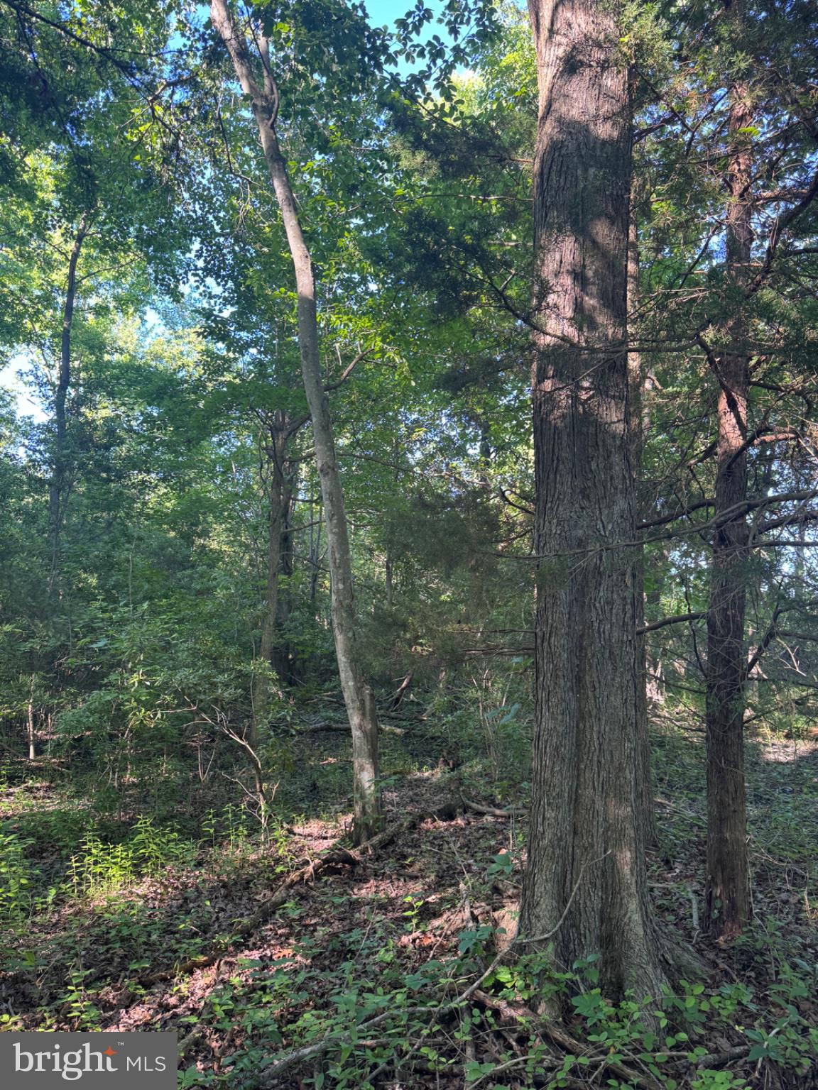 47 Pickering Beach Road Dover, DE 19901 - Photo 7 of 12 Serene woodland retreat awaits you.