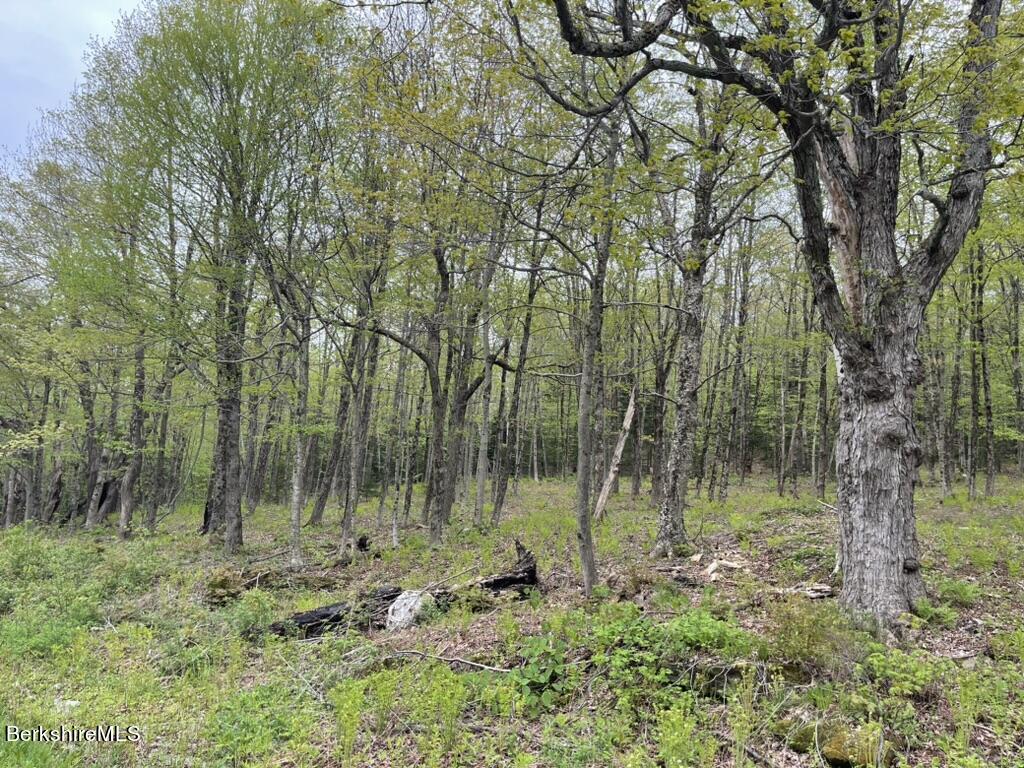 174 Tilda Hill Road Florida, MA 01247 - Photo 3 of 4 a view of a lush green forest
