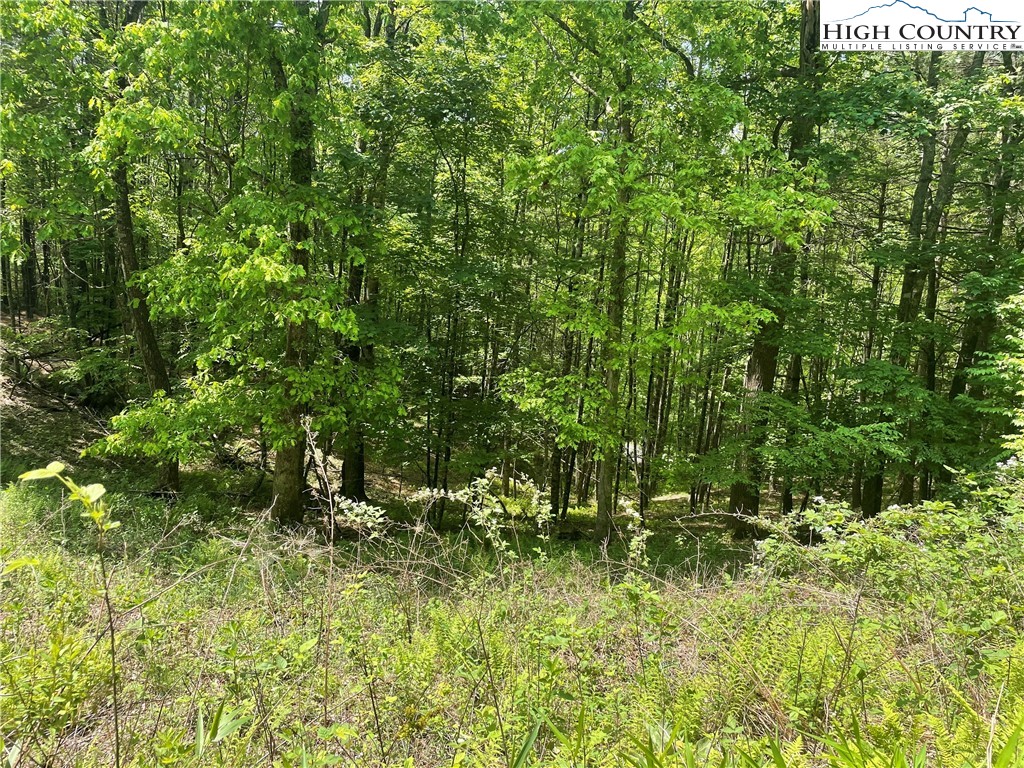 Lot 66 Daves Connector Road Jefferson, NC 28640 - Photo 9 of 20 Gallery Image 9
