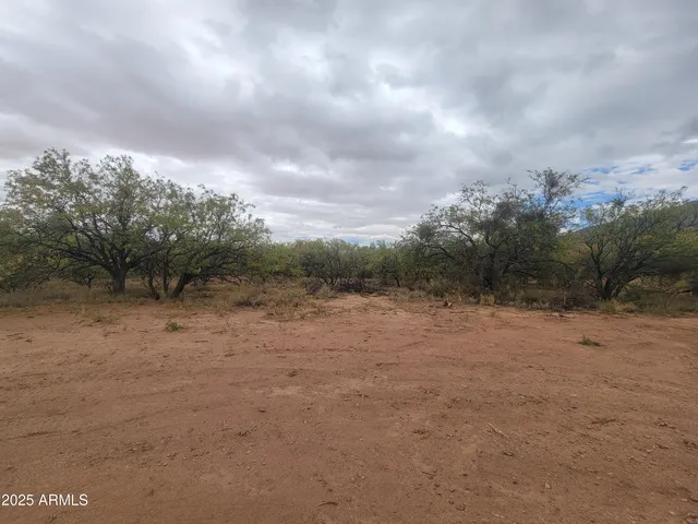 a view of a dry yard with trees