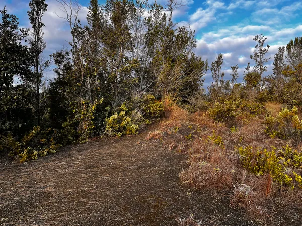 a view of a forest with a tree