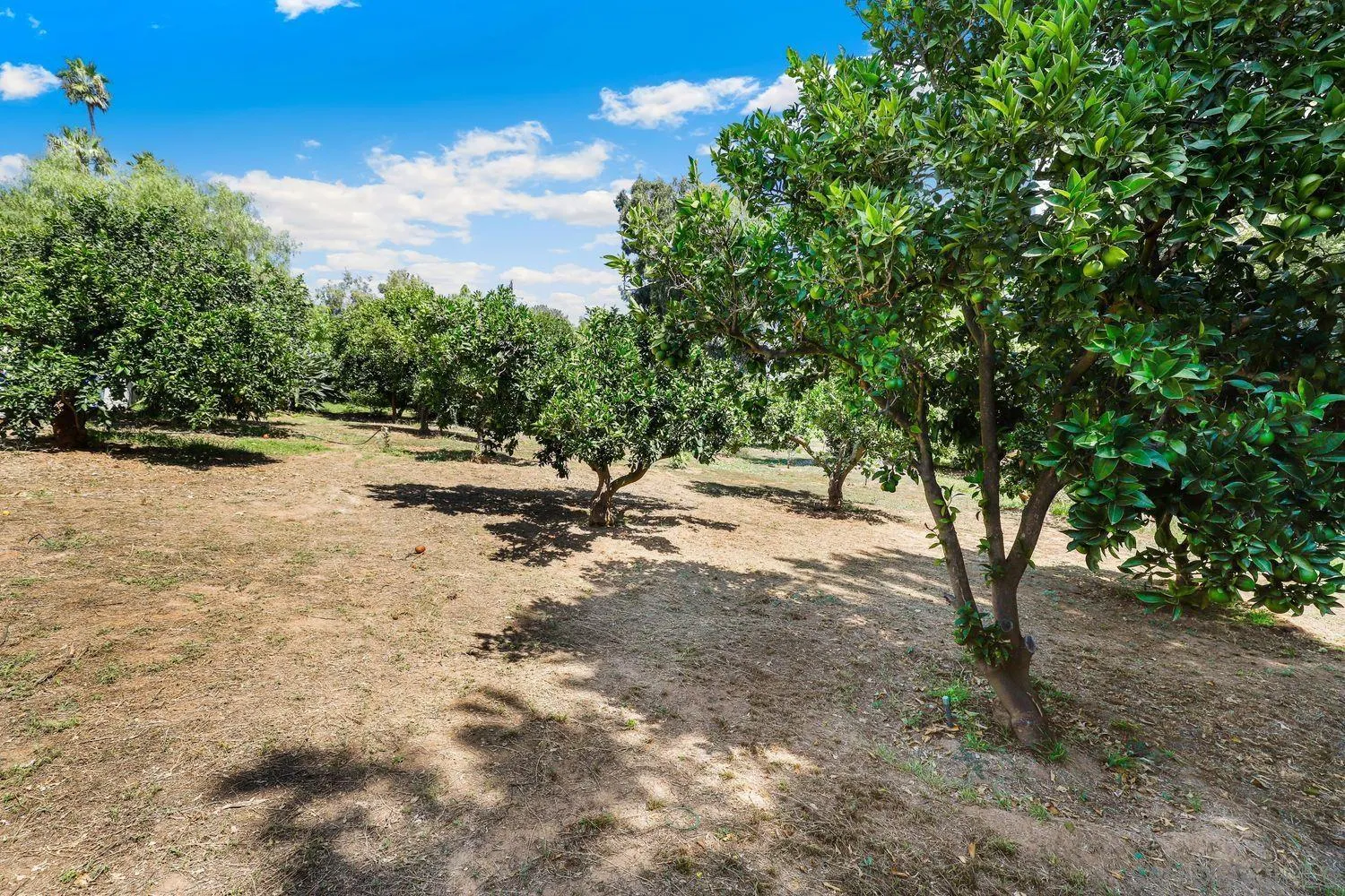 1921 Winterwarm Drive Fallbrook, CA 92028 - Photo 30 of 32 a view of dirt yard with a tree