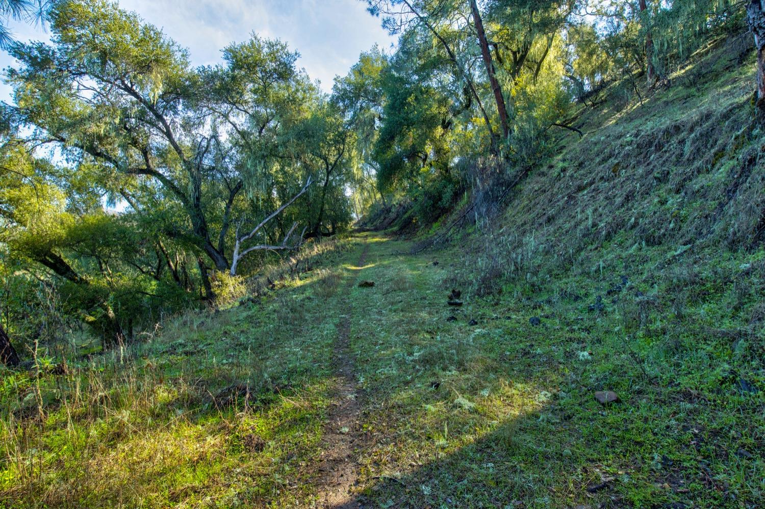 0 Lynch Canyon Road Bradley, CA 93426 - Photo 16 of 83 a view of a lush green forest