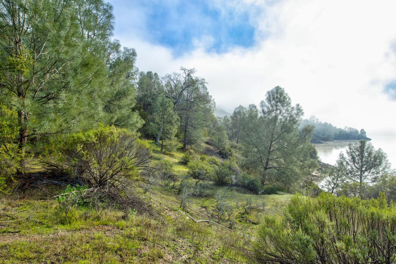 0 Lynch Canyon Road Bradley, CA 93426 - Photo 33 of 83 a view of a bunch of trees and bushes