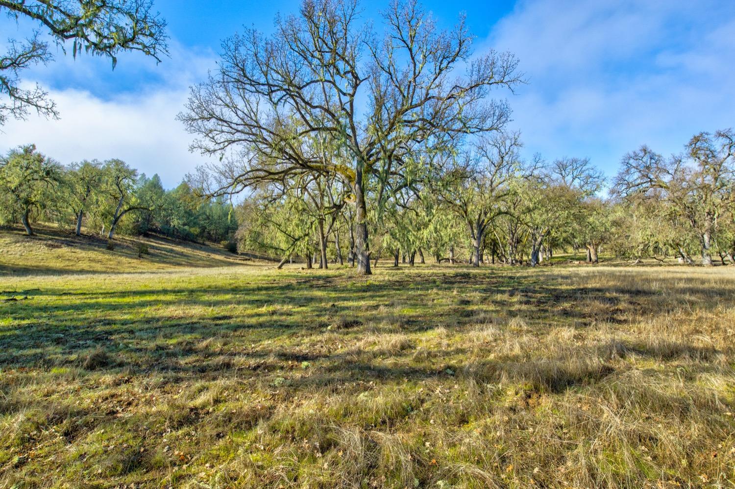 0 Lynch Canyon Road Bradley, CA 93426 - Photo 6 of 83 a view of a yard with a tree