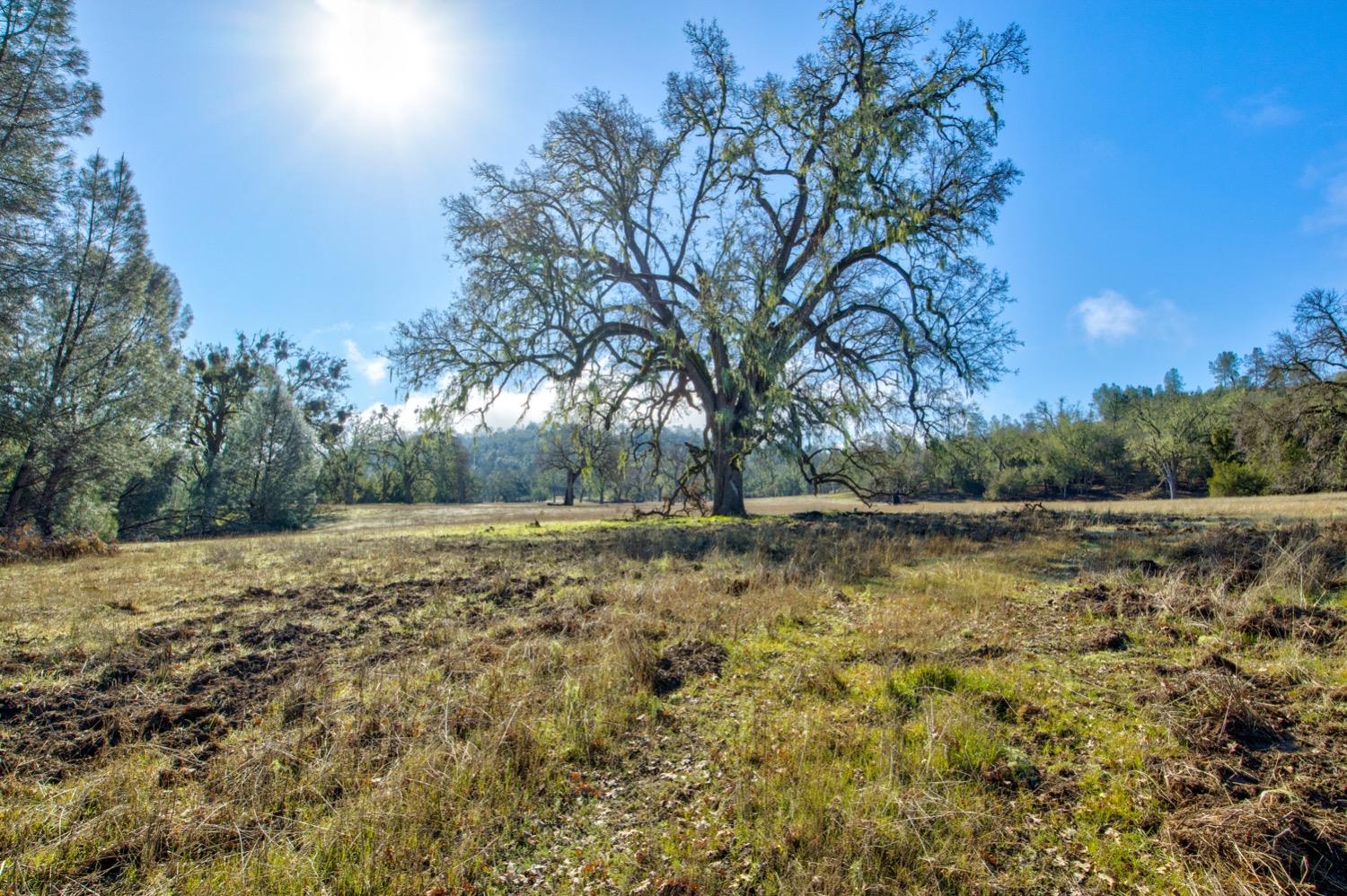 0 Lynch Canyon Road Bradley, CA 93426 - Photo 7 of 83 a view of a yard with an trees