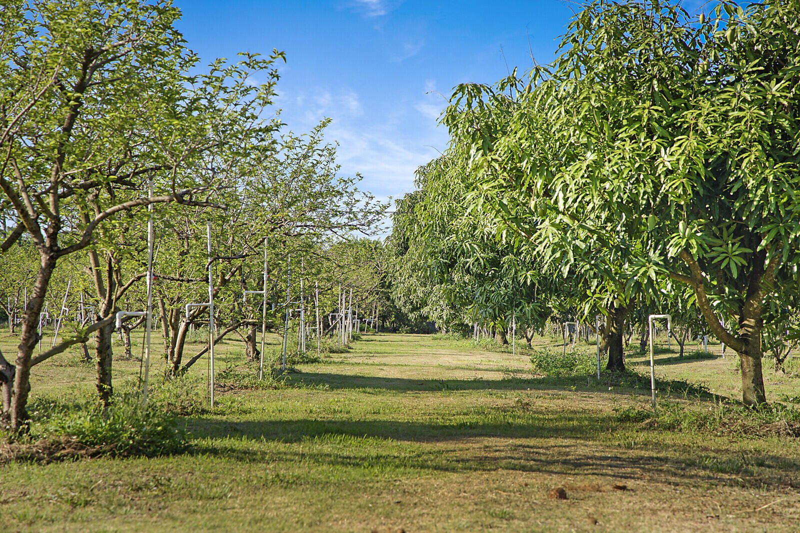 a view of a garden with an trees