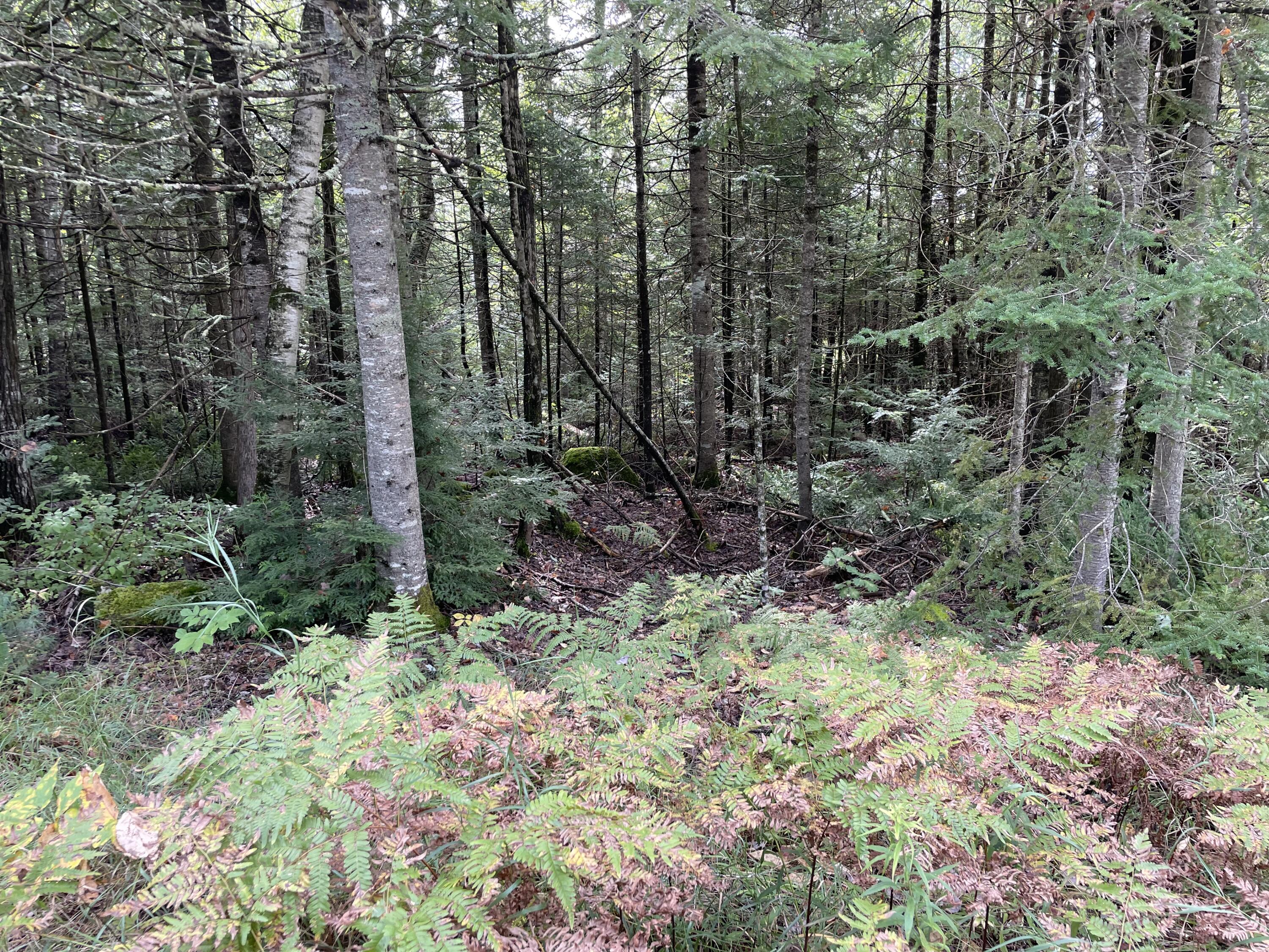 684 Lower Detroit Road Plymouth, ME 04969 - Photo 2 of 7 Goodridge Lower Detroit woods pic