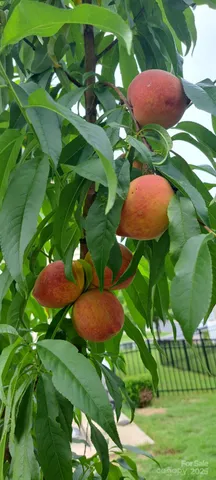 a view of an outdoor space and yard
