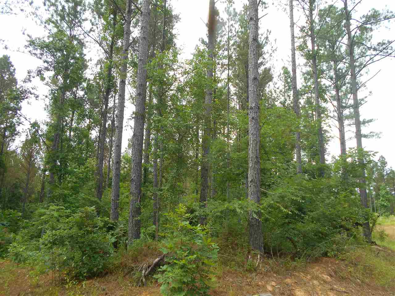 0 Hendrix Road Coffeeville, MS 38922 - Photo 1 of 29 Photo 1