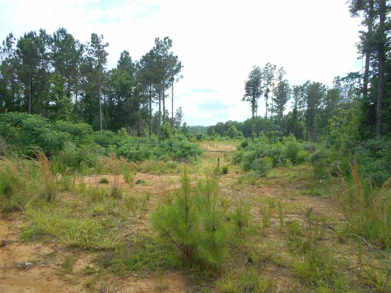 0 Hendrix Road Coffeeville, MS 38922 - Photo 17 of 29 Photo 17