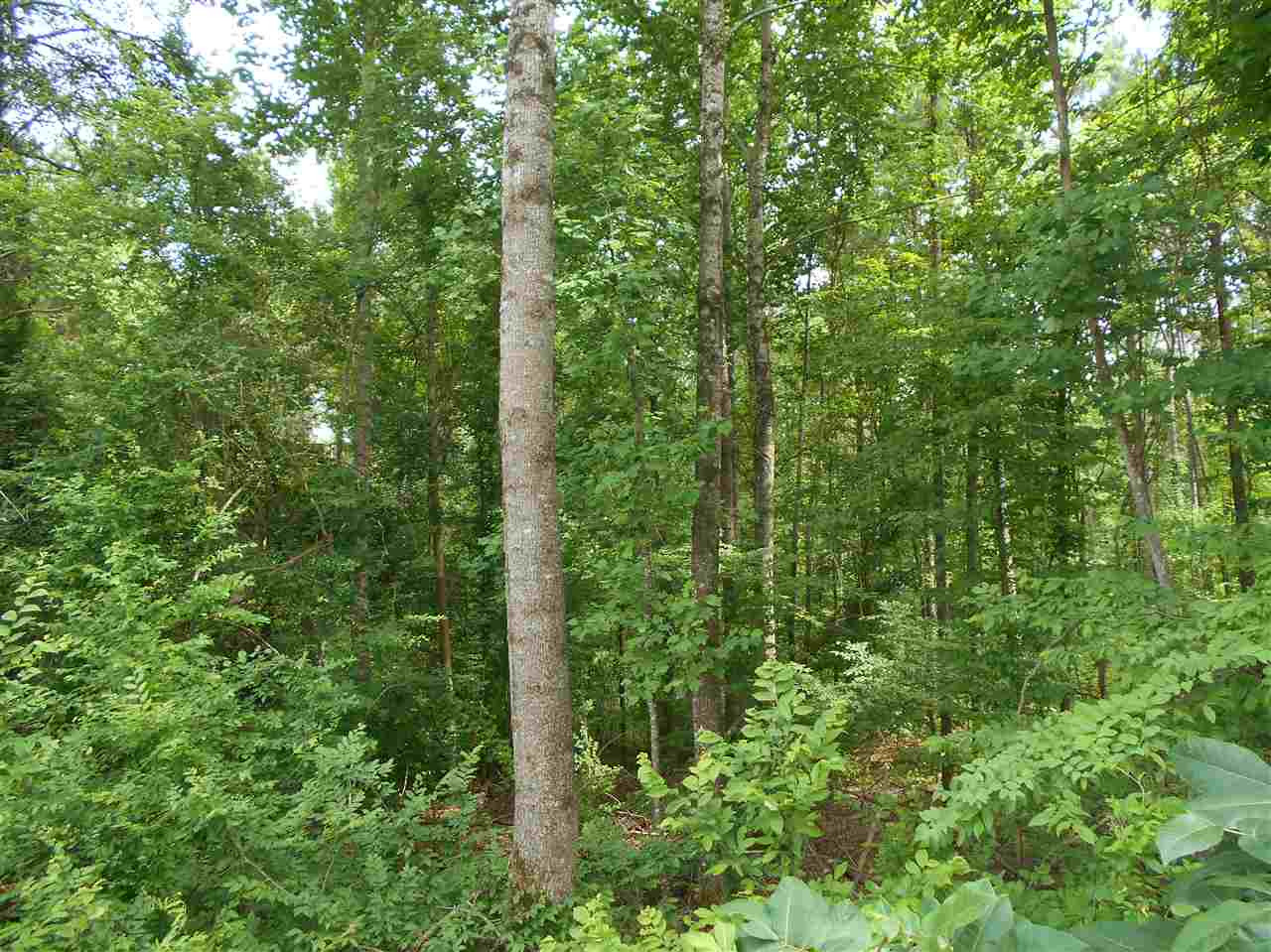 0 Hendrix Road Coffeeville, MS 38922 - Photo 19 of 29 Photo 19