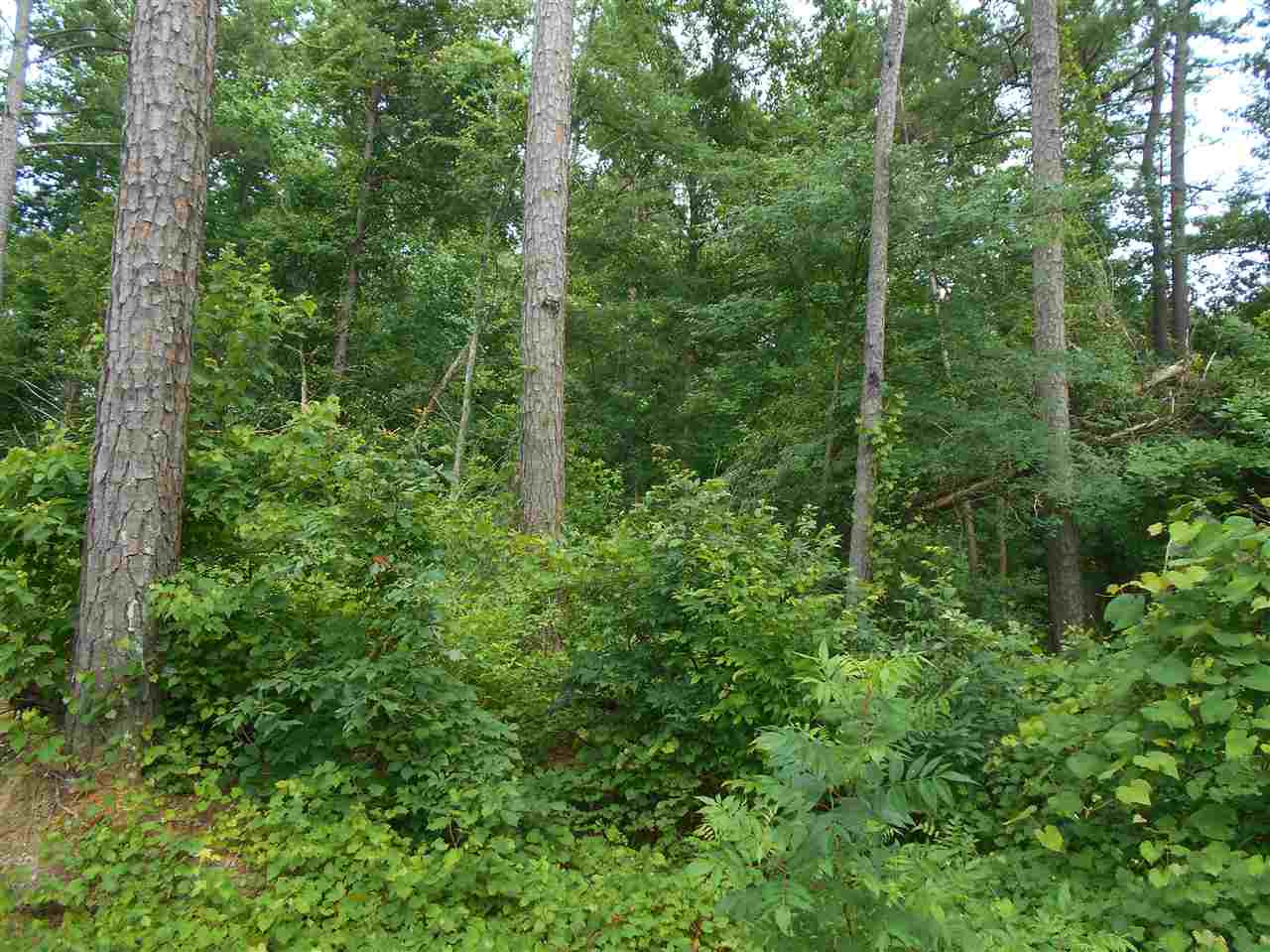 0 Hendrix Road Coffeeville, MS 38922 - Photo 20 of 29 Photo 20