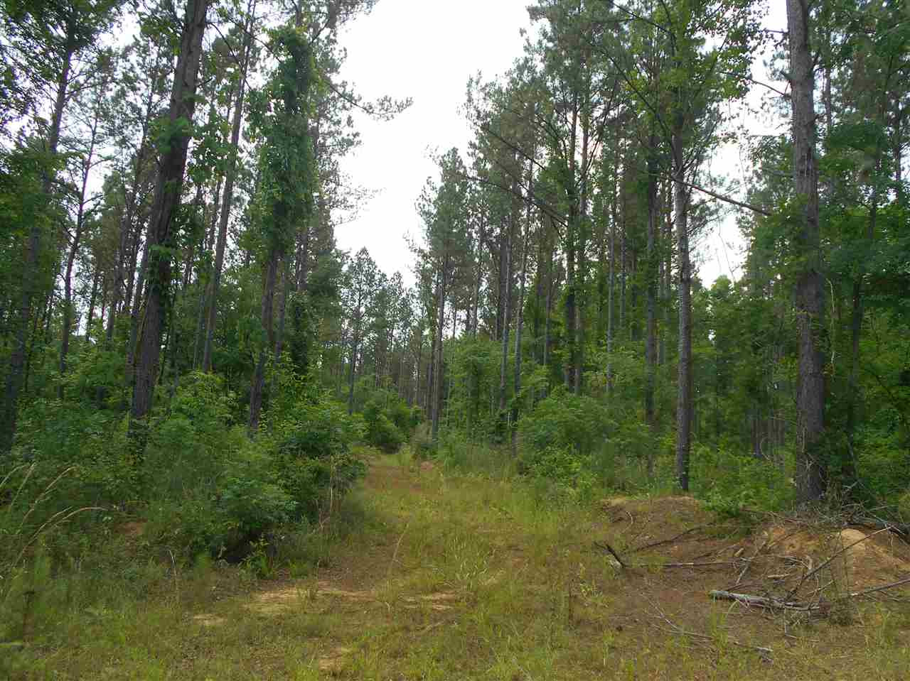 0 Hendrix Road Coffeeville, MS 38922 - Photo 3 of 29 Photo 3